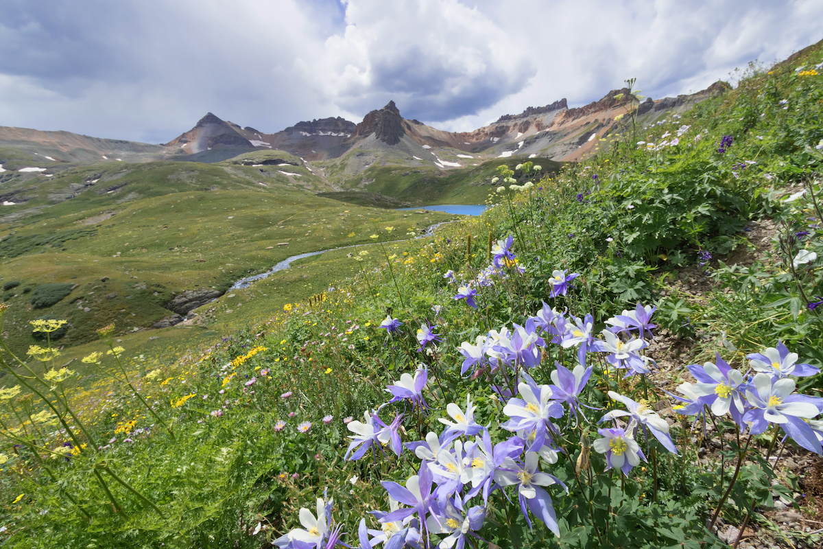 What’s the Deal With Native Plants?