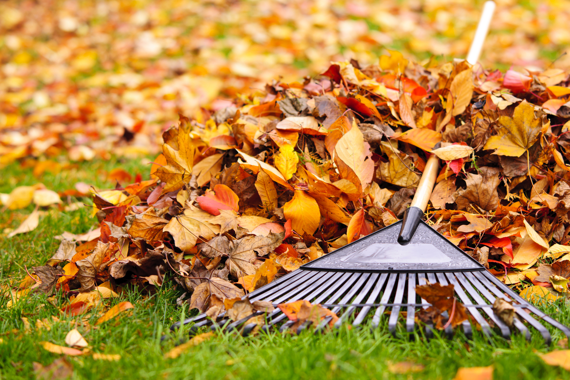 Prepping Your New Yard for Fall
