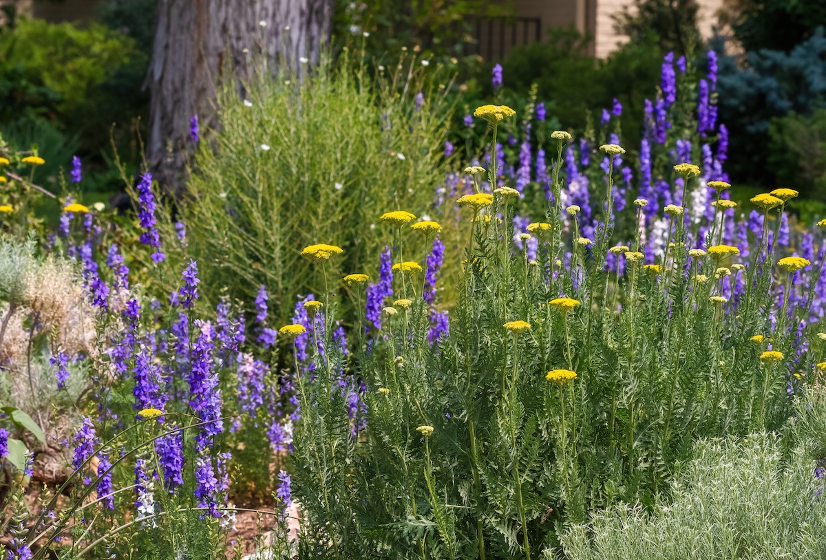 Top Five Perennial Groundcover Plants for Colorado Yards