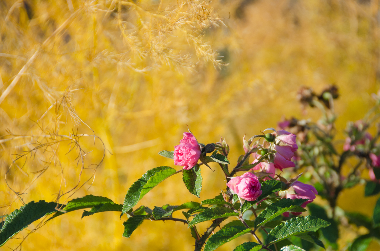 Fall Rose Care Tips for Douglas County