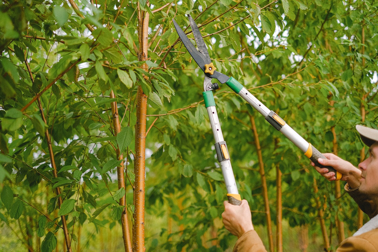 When to Prune Trees in Preparation for Denver Winters