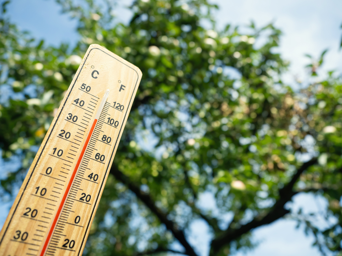 3 Tips for Making Your Colorado Landscaping Heatwave Resistant
